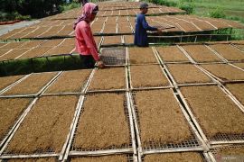 Kenaikan harga tembakau dampak cuaca buruk