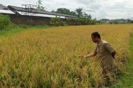 Petani Lebak sebut penurunan harga pupuk bisa tingkatkan produksi pangan
