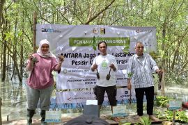 ANTARA rehabilitasi mangrove di Lampung Timur
