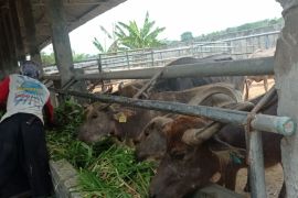 Tingkatkan populasi kerbau, Pemkab Lebak optimalkan inseminasi buatan