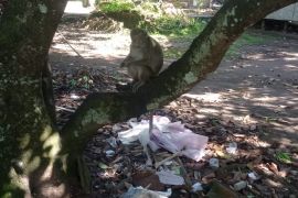 Petani Lebak keluhkan tanamannya diserang monyet