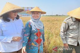 Pemkot Pekalongan pastikan pupuk bersubsidi aman untuk musim tanam