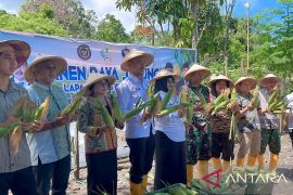 Lapas Wahai Maluku panen 1,2 ton jagung bantu ketahanan pangan daerah