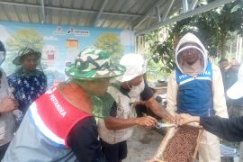 Madu Hitam Sabak, Dari Koloni Menjadi Nilai Ekonomi Berkelanjutan