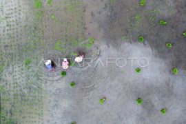 Optimasi lahan sawah di Tanah Datar Page 3 Small