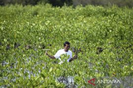 Rehabilitasi lahan mangrove yang beralih fungsi
