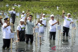 Wapres Gibran kunjungi Taman Mangrove Ketapang di Tangerang