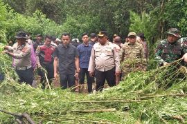 Polisi buru pemilik lahan 400 batang ganja di Kabupaten Karo