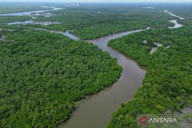 Kemenhut lakukan penanaman 20,8 juta batang mangrove lewat M4CR