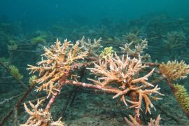 LPPM UNG rehabilitasi terumbu karang di Botutonuo