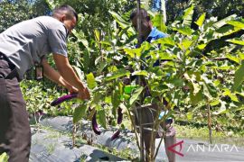 Lapas Ambon kembangkan tanaman terong untuk ketahanan pangan