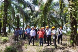 Wamen Bidang Kerjasama Ekonomi Jerman pantau rantai pasok karet dan sawit di Kalbar