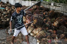 Harga TBS periode IV 22-30 November 2025 di Sumbar Rp3.457,94 per kilogram