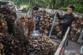 Ekonom: RI perlu daya tawar lebih agar AS beri tarif rendah bagi sawit