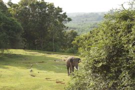 1.585 hektare hutan habitat gajah sumatera di Bengkulu hilang dua tahun terakhir