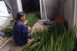 Petani Badui kembangkan tanaman kirai