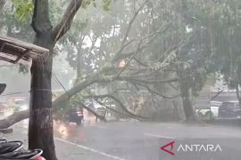 Polres Cianjur siagakan sejumlah anggota di jalur rawan pohon tumbang