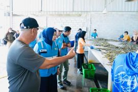 PLN Babel perkuat daya saing ekonomi pesisir melalui keandalan listrik tambak udang