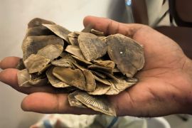 Polisi tangkap pria di Rohil yang miliki 30 kg sisik trenggiling