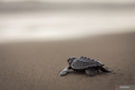 Jalan panjang regenerasi biota penjelajah samudera