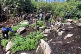 Yonif 751 temukan ladang ganja, ditanam di daerah sulit terjangkau