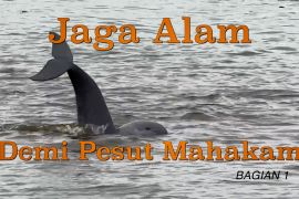 Jaga alam demi pesut Mahakam (bagian 1)