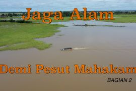 Jaga alam demi pesut Mahakam (bagian 2)
