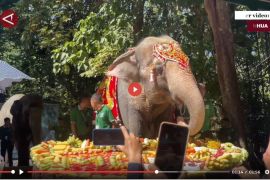 Momo, gajah kesayangan Myanmar rayakan ultah ke-72 - VIDEO
