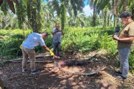 Polres Pasaman Barat selidiki temuan mayat di kebun sawit