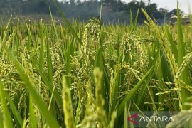 Pemkab Majalengka sebut penurunan harga pupuk bantu tekan biaya tanam