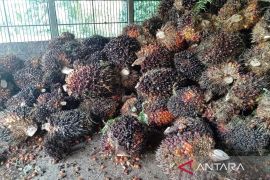 Harga TBS sawit turun dampak penurunan harga CPO