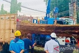 Pangkalpinang intensifkan pangkas pohon selama musim hujan