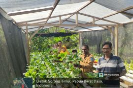 Kota.Sorong kembangkan sistem pertanian hidroponik