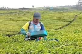 Genap satu abad, teh Kayu Aro masih jadi 'magnet' ekonomi dan pariwisata