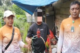 BKSDA Maluku amankan satwa dilindungi dari pertokoan warga di Halmahera Utara