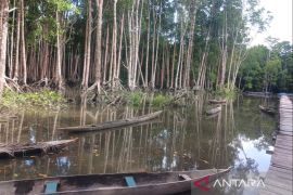 Anggaran Pokja Kampung Keakwa Baru untuk buat 70 perahu dayung