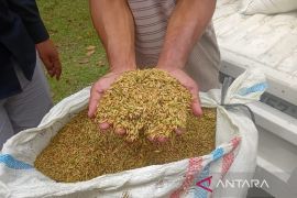 Bulog Sumut serap 44.788 ton gabah kering petani hingga Oktober