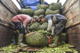 Wangi emas hijau dari kaki Gunung Kerinci Page 4 Small