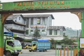 Wangi emas hijau dari kaki Gunung Kerinci Page 6 Small