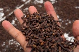 Ritual sauna rempah bakera asal Malut jadi pengetahuan tradisional, ini kata Kanwil Kemenkum