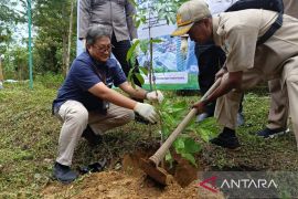 Kebun Raya Tua Tunu Pangkalpinang kembangkan pohon malapari untuk biodiesel