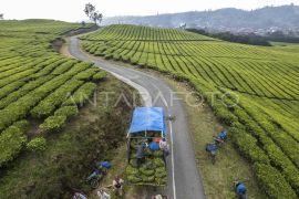 Foto: Produksi Teh Kayu Aro Kerinci