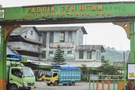 Wangi Emas Hijau dari Kaki Gunung Kerinci
