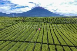 Wangi Emas Hijau  dari kaki Gunung Kerinci