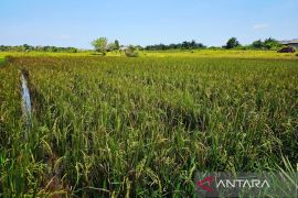 Pemkab Natuna tingkatkan produksi padi petani capai 174,86 ton