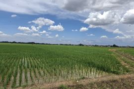 Nilai tukar petani Lampung tercatat 127,72 pada Oktober 2025