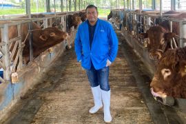 Potensi besar peternakan sapi di Kotim tumbuhkan investasi