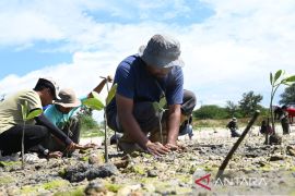 IMIP Libatkan Generasi Muda Tanam 10 Ribu Bibit Mangrove di Teluk Palu
