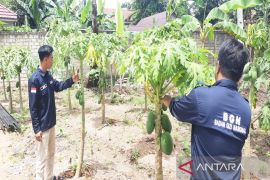 SPPG Polda Kalsel manfaatkan pekarangan tanam pepaya untuk MBG