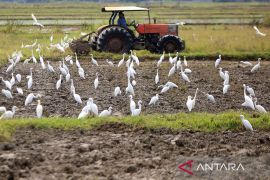 FOTO - Percepat musim tanam padi